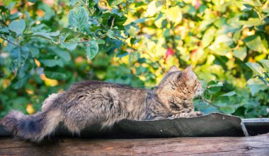 Sonbahar bahçesindeki bir ahırın çatısında tatlı bir kedi yatıyor.