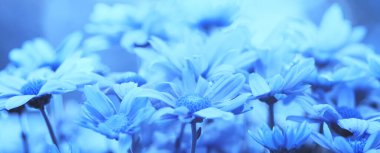 Günbatımı ışığı yatay pankartta klasik çiçek arkaplanı