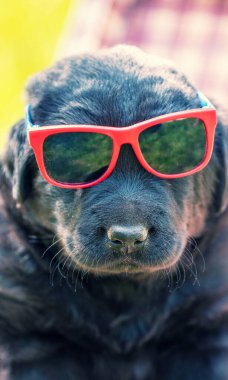 Komik Labrador köpeği büyük kırmızı güneş gözlüklerinden bakıyor.