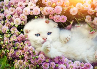 Çiçeklerin arasında oturan şirin beyaz İskoç kedi yavrusu.