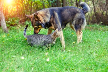 Kedi ve köpek yaz bahçesinde çimlerin üzerinde birlikte yürüyorlar.