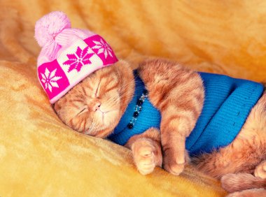 Portrait of a funny ginger cat in a cap with a pompom and a jacket. The cat sleeps on a soft yellow blanket clipart