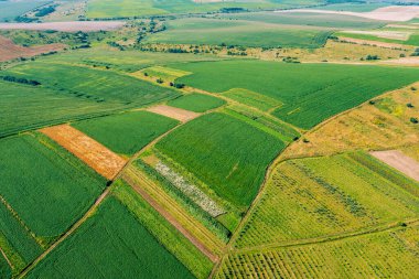 Yazın ekilmiş soya ve buğday tarlasının havadan görünüşü. Kırsal alan