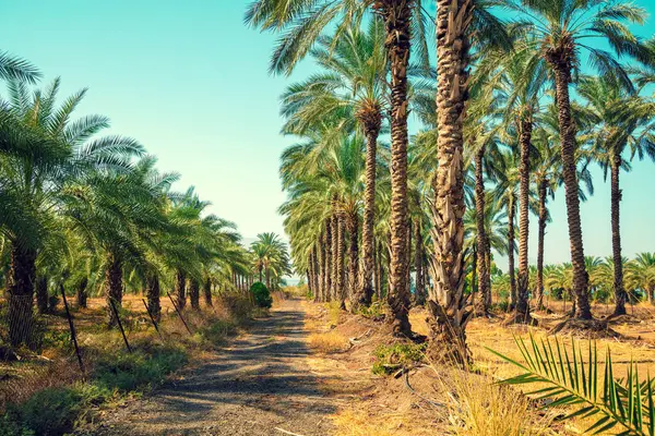 stock image Rows of palm trees against the background of the daytime blue sky. Palm plantation. Natural landscape