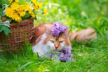 Şirin kırmızı ve beyaz bir kedi, içinde karahindiba ve leylak çiçekleri olan bir sepetin yanında çimlerin üzerinde yatıyor.