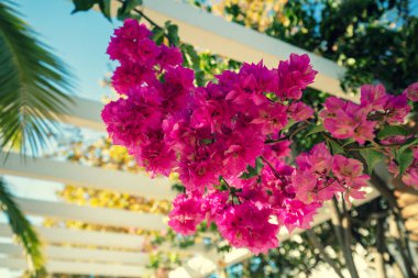 Güneşli bir yaz gününde parktaki Bougainvillea çiçekleri