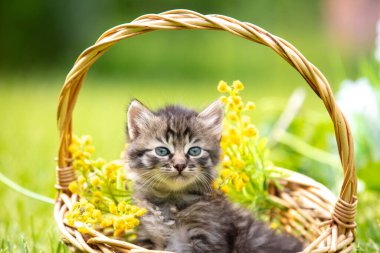 Küçük kedi yavrusu çimlerin üzerinde oturuyor yaz bahçesinde çiçeklerle