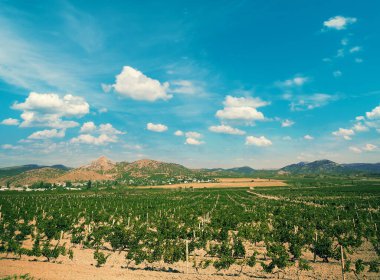 Dağlık bir üzüm bağı vadisi manzarası ve arka planda mavi bulutlu gökyüzü.