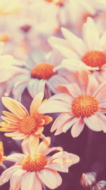 Çiçeksel doğa geçmişi. Yazın bir tarlada çiçek açan papatyalar. Dikey pankart