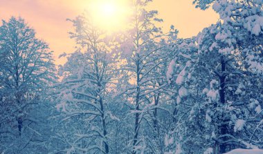 Orman kışın karla kaplıydı. Kış doğası. Güneş doğarken karlı orman