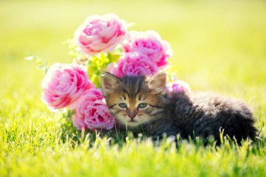 Küçük kedi yavrusu çimenlerde oturuyor ve yaz bahçesinde şakayık çiçekleri kokluyor.