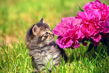 Küçük kedi yavrusu çimenlerde oturuyor ve yaz bahçesinde şakayık çiçekleri kokluyor.