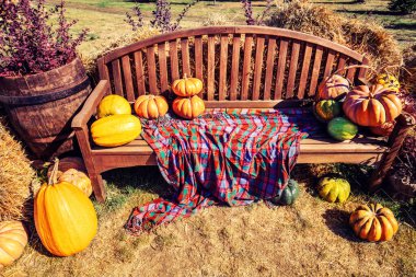 Balkabağı hasadı. Tahta bir bankta ekoseli balkabakları. Sonbahar arkaplanı