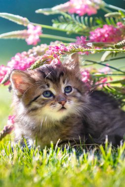 Yaz bahçesinde çiçeklerle çimlerin üzerinde oturan sevimli küçük kedi yavrusu. Dikey pankart