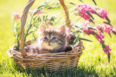 Küçük kedi yavrusu çimlerin üzerinde oturuyor yaz bahçesinde çiçeklerle