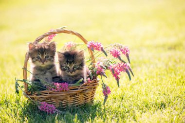 İki küçük kedi yavrusu bir sepetin içinde çimlerin üzerinde oturuyor.