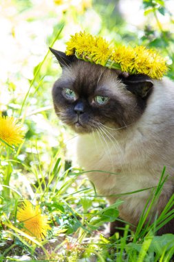 Karahindiba çiçeği takan Seal Point kedisi güneşli bir yaz gününde bahçede oturur. Dikey çekim