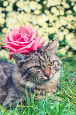 Kafasında çiçekler olan komik bir kedinin portresi. Kedi yaz bahçesindeki çimlerin üzerinde yatıyor. Dikey çekim