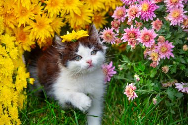 Bahçede sarı ve pembe kasımpatı çiçekleriyle yürüyen sevimli bir kedi yavrusu.