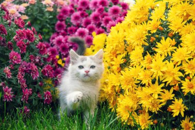 Bahçede sarı ve pembe kasımpatı çiçekleriyle yürüyen sevimli beyaz kedi yavrusu.