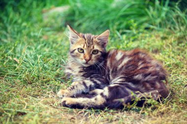 Doğadaki kedi. Güneşli bir yaz gününde bahçede yatan komik kedi yavrusu. Yatay Pankart