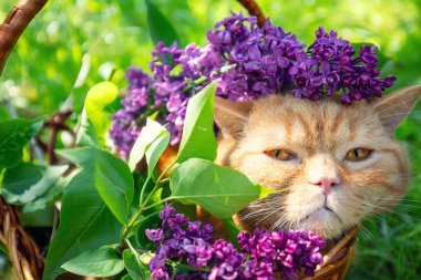 Açık havada mor leylak çiçekleri olan sepetteki sevimli kırmızı kedi.