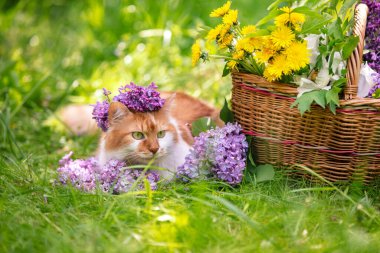 Şirin kırmızı ve beyaz bir kedi, içinde karahindiba ve leylak çiçekleri olan bir sepetin yanında çimlerin üzerinde yatıyor.
