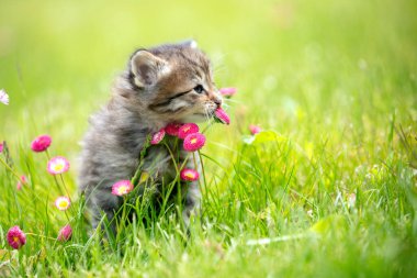 Küçük kedi yavrusu çimlerin üzerinde oturuyor yaz bahçesinde çiçeklerle