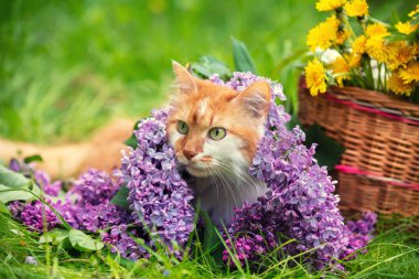 Şirin kırmızı ve beyaz bir kedi, içinde karahindiba ve leylak çiçekleri olan bir sepetin yanında çimlerin üzerinde yatıyor. Kedi yazın tadını çıkarıyor.