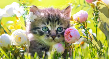 Küçük kedi yavrusu çimlerin üzerinde oturuyor yaz bahçesinde çiçeklerle