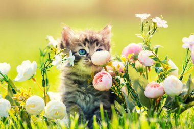 Küçük kedi yavrusu çimlerin üzerinde oturuyor yaz bahçesinde çiçeklerle