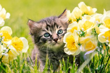 Küçük kedi yavrusu çimlerin üzerinde oturuyor yaz bahçesinde çiçeklerle