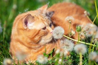 Doğadaki kedi. Zencefilli kedi yavrusu güneşli bir yaz gününde karahindiba ile çimenlerde yatıyor. Kedi karahindiba kokluyor.