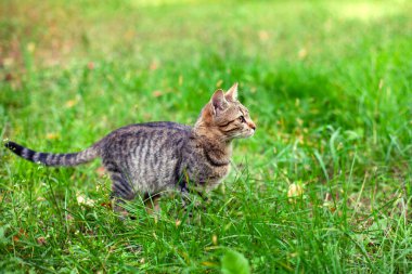 Portrait of a cute cat. Cat walks through tall green grass in the garden