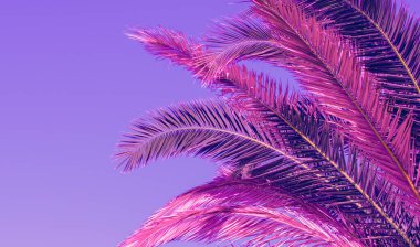 Mor gökyüzünün arka planında palmiye yaprakları var. Doğal arkaplan