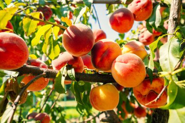 Meyve bahçesindeki bir dalda olgun şeftaliler. Doğa geçmişi. Olgun şeftali hasadı
