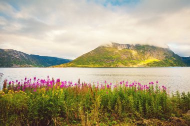 Fiyort kıyısında çiçekler. Dağ manzarası. Norveç 'in güzel vahşi doğası. Senja Adası