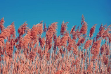 Doğa geçmişi. Gölde sedge. İlkbaharda kırsal alan