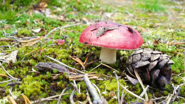 Ormanda Russula sanguinaria mantarı. Vahşi ahşap arka plan