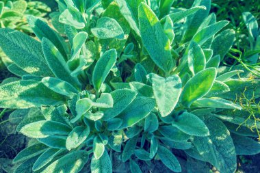 Stachys byzantina ya da Stachys lanata yaprakları (kuzu kulağı). Süslü bitki arkaplanı