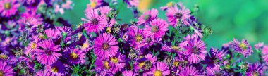 Sonbaharda bahçede çiçek açan Aster Emel çiçeği. Çiçeksel doğa geçmişi. Yatay Pankart