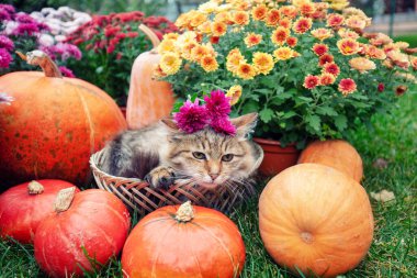 Bahçede, balkabağı ve çiçeklerin yanında komik bir kedi yavrusu oturuyor.