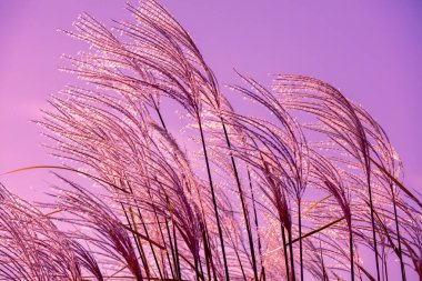 Miscanthus çimenleri, günbatımına karşı pembe gökyüzü. Doğa arkaplanı