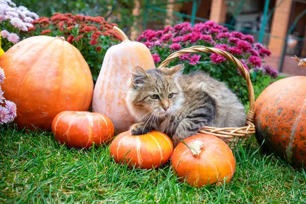 Bahçede, balkabağı ve çiçeklerin yanında komik bir kedi yavrusu oturuyor.
