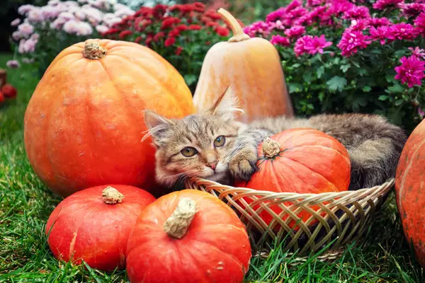 Bahçede, balkabağı ve çiçeklerin yanında komik bir kedi yavrusu oturuyor.