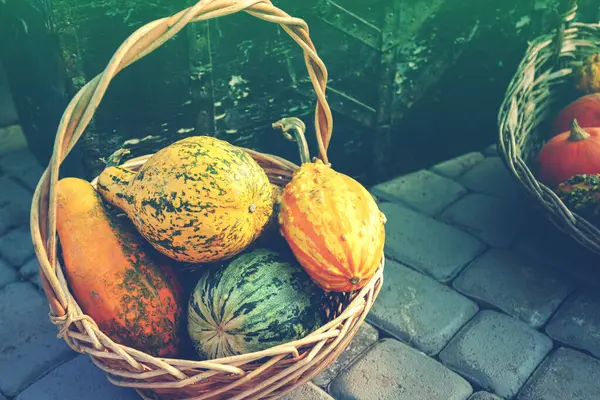 Sepette bir sürü balkabağı var. Sonbahar arkaplanı. Cadılar Bayramı, Şükran Günü, Sonbahar, Hasat.