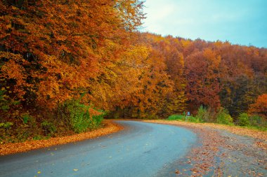 Sonbaharda ormanda terk edilmiş dolambaçlı bir yol. Sonbahar manzarası