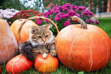 Komik bir kedi yavrusu bir sepetin içinde bir sürü büyük balkabağı ve çiçeğin yanında oturur. Şükran Günü konsepti