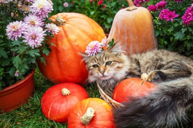 Bahçede, balkabağı ve çiçeklerin yanında komik bir kedi yavrusu oturuyor.