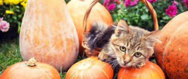 Bir sürü balkabağının yanında sepette oturan komik kedi yavrusu. Yatay Pankart